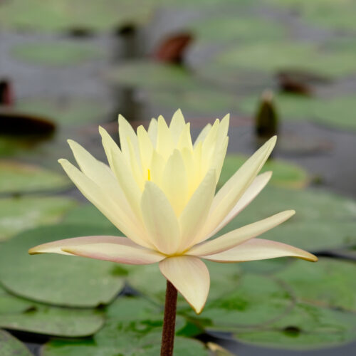 Nymphaea Sulphurea