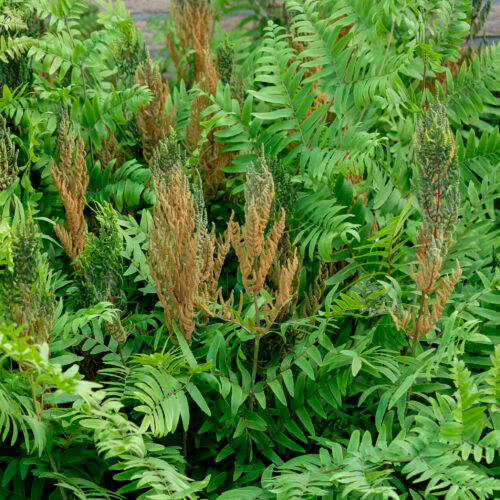 Osmunda regalis