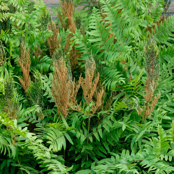 Osmunda regalis