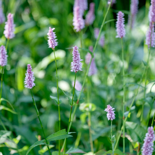 persicaria-bistorta_1591108311 Persicaria bistorta