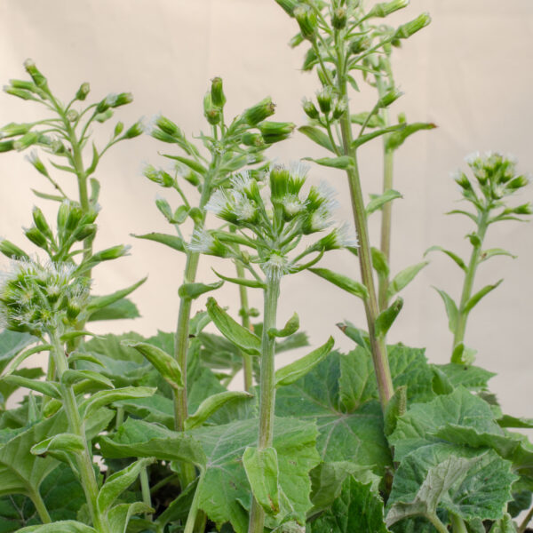 Petasites albus