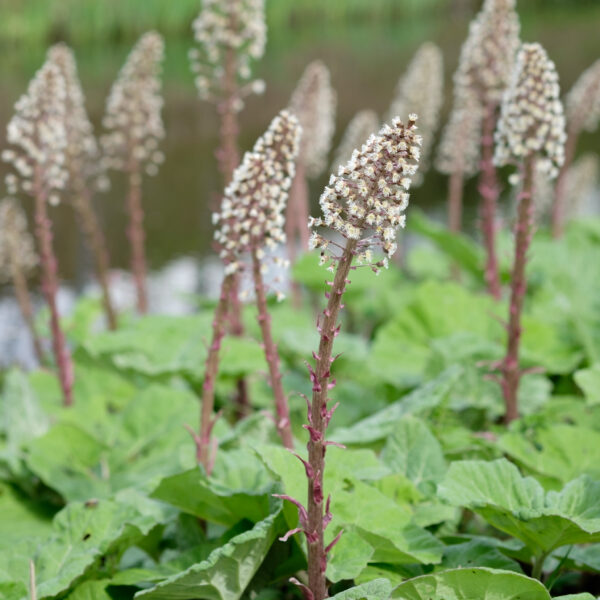 petasites-hybridus_1591108354 Petasites hybridus