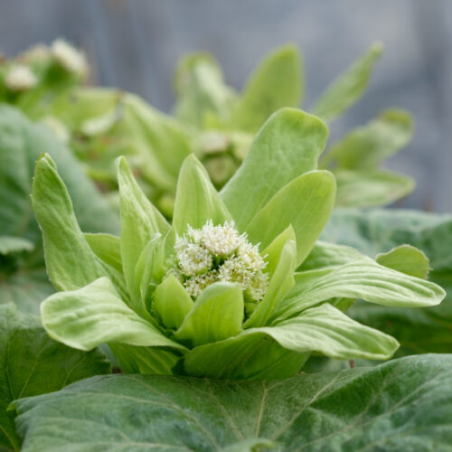 Petasites japonicus Giganteus