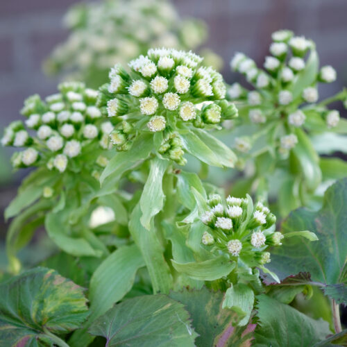 Petasites japonicus Variegatus