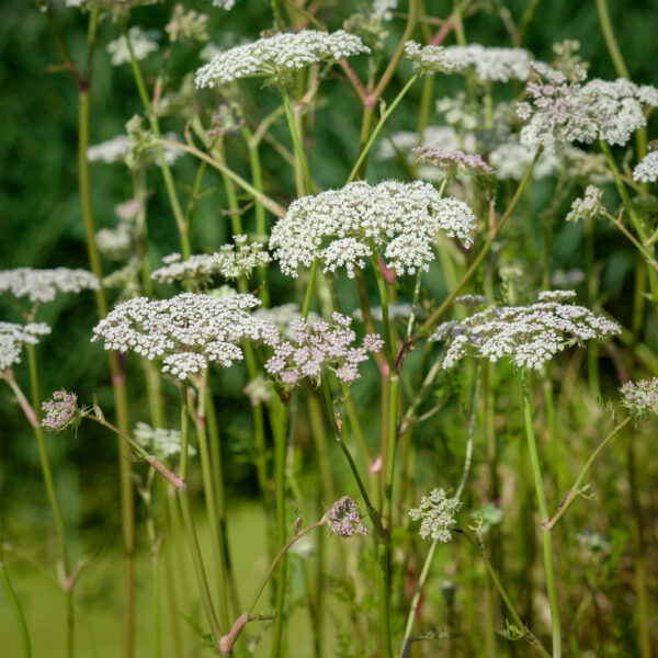 Peucedanum palustre