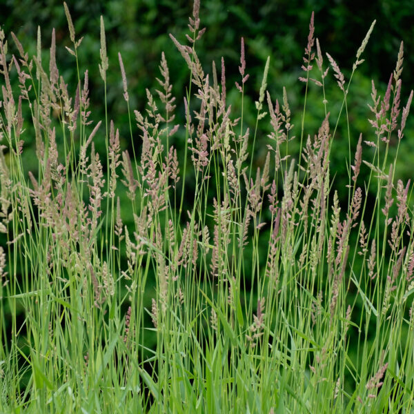 Phalaris arundinacea