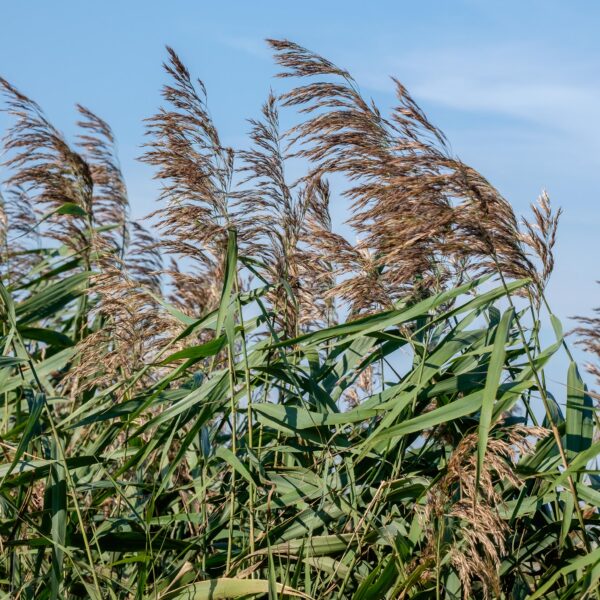 phragmites-australis_1591108447 Phragmites australis