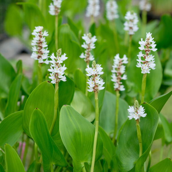 Pontederia cordata White Pike (Alba)