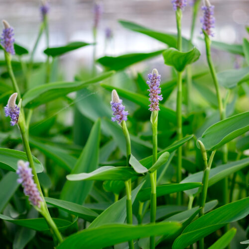 Pontederia cordata lancifolia (lanceolata)