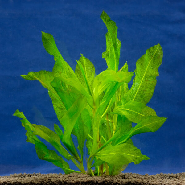 Potamogeton lucens