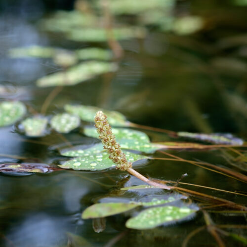 Potamogeton natans