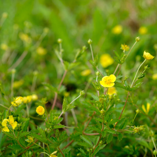 Potentilla erecta
