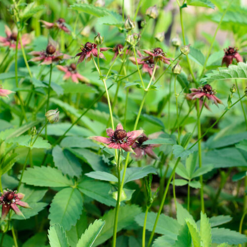 Comarum palustre (Potentilla)