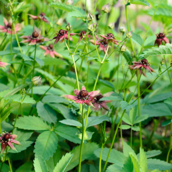 Comarum palustre (Potentilla)