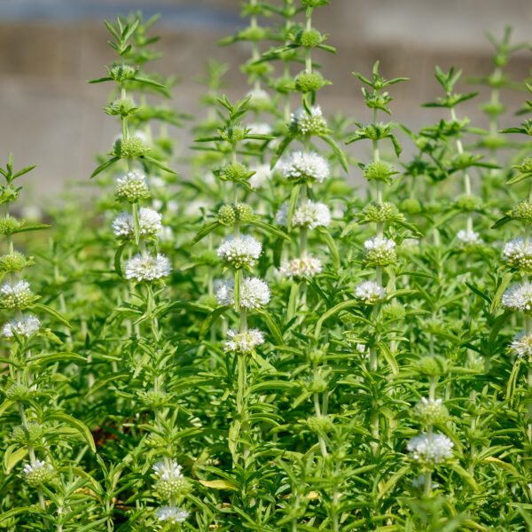 Mentha cervina Alba (Preslia)