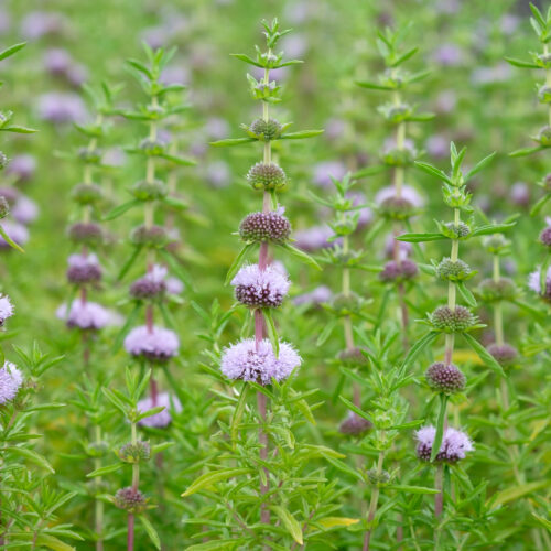 Mentha cervina (Preslia)