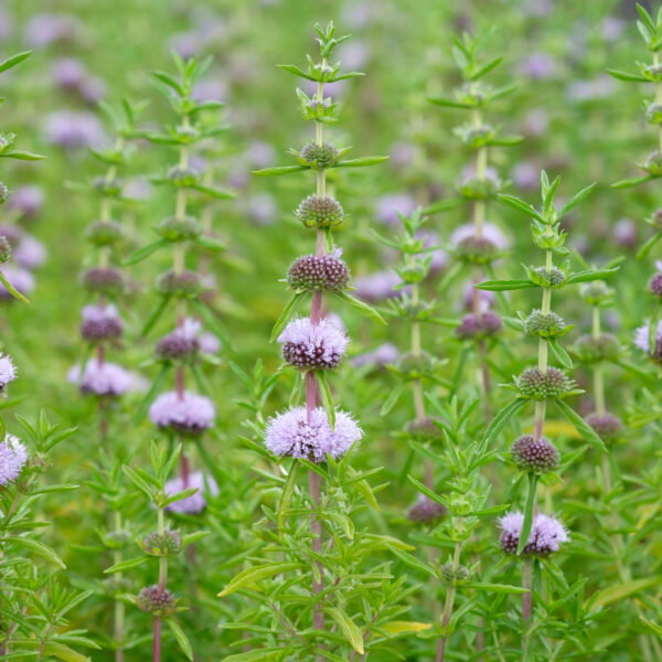 Mentha cervina (Preslia)