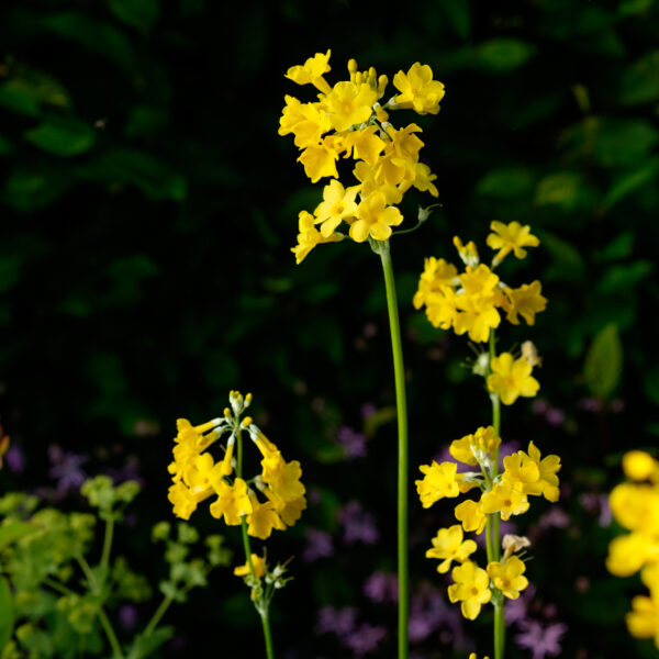 Primula florindae