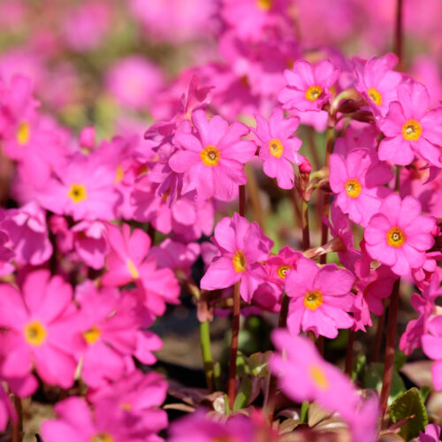 Primula rosea