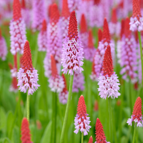Primula vialii