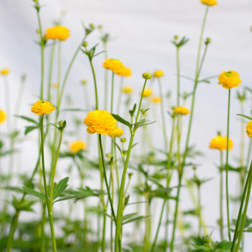 Ranunculus acris Multiplex