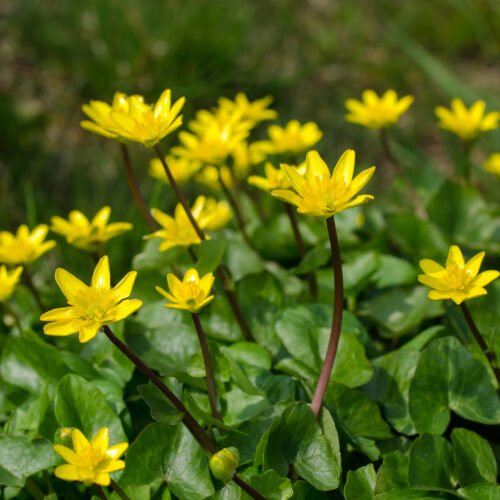Ficaria verna