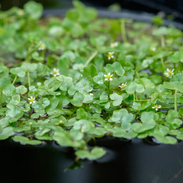 Ranunculus hederaceus
