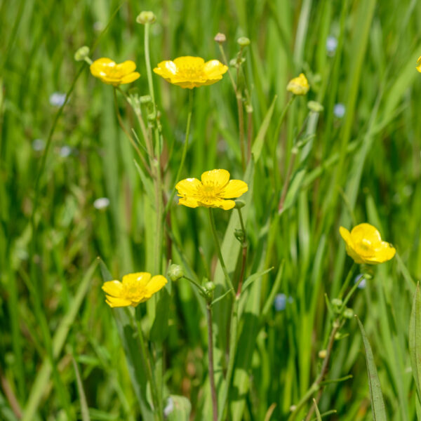 Ranunculus lingua