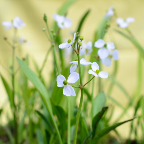 Sagittaria graminea