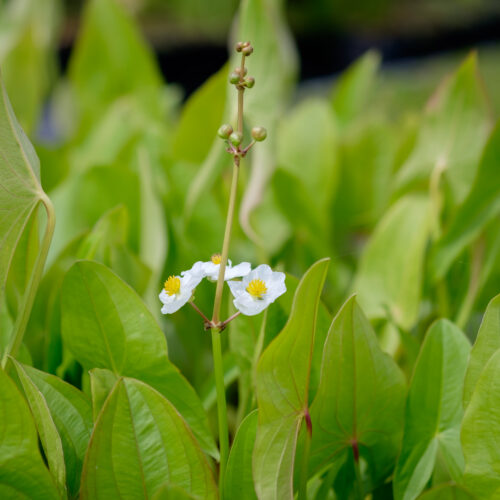 Sagittaria latifolia