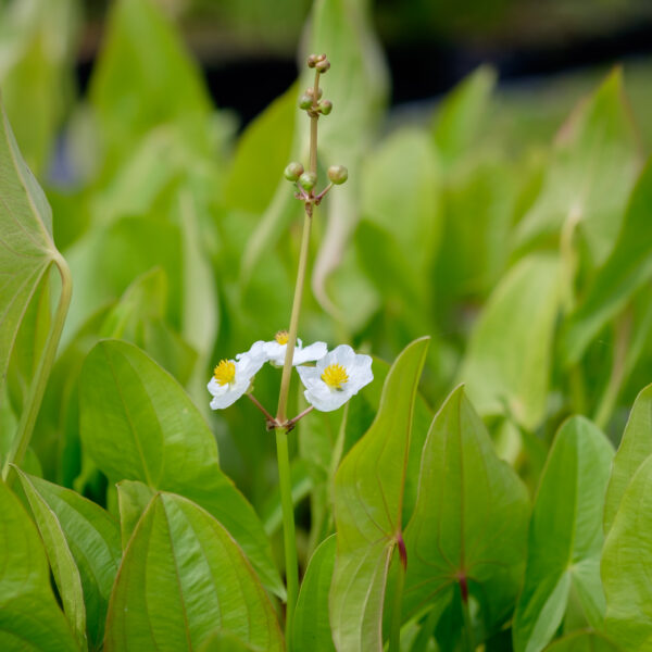 Sagittaria latifolia