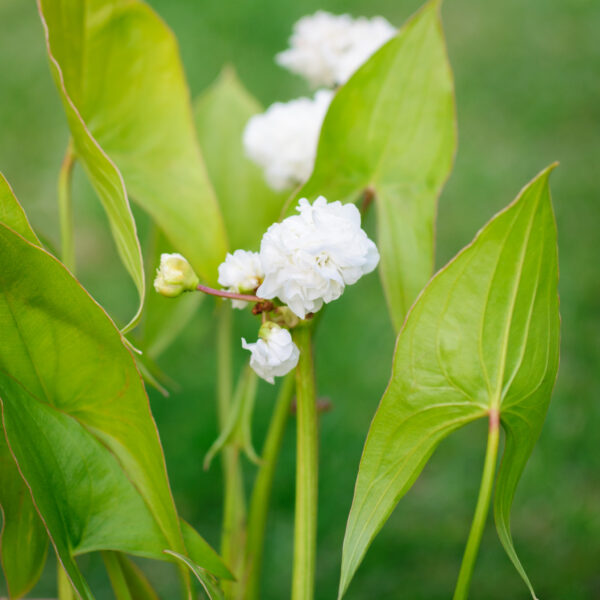 Sagittaria sagittifolia Flore Pleno