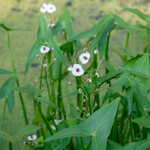 Sagittaria sagittifolia