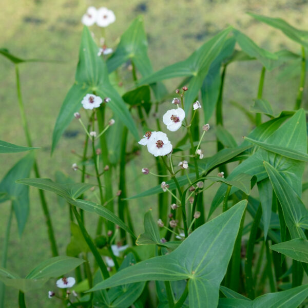 Sagittaria sagittifolia