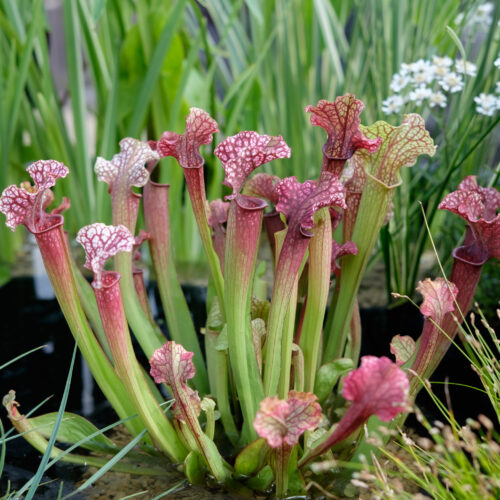Sarracenia purpurea