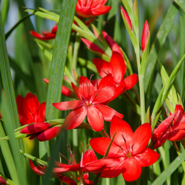 Hesperantha coccinea Major (Schizostylus)