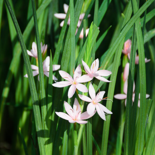 Hesperantha coccinea Mrs Hegarty (Schizostylus)