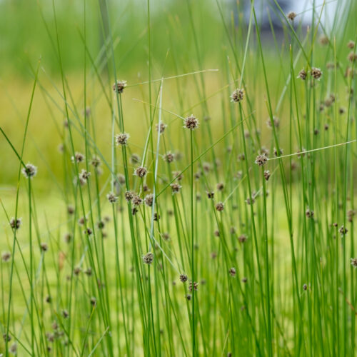 Scirpoides holoschoenus