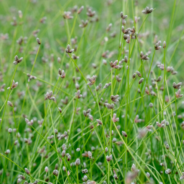 scirpus-cernuus_1591109510 Isolepis cernua
