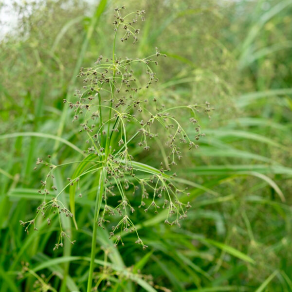 scirpus-sylvaticus_1591109915 Scirpus sylvaticus