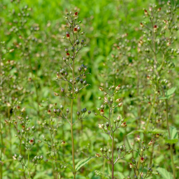 Scrophularia nodosa