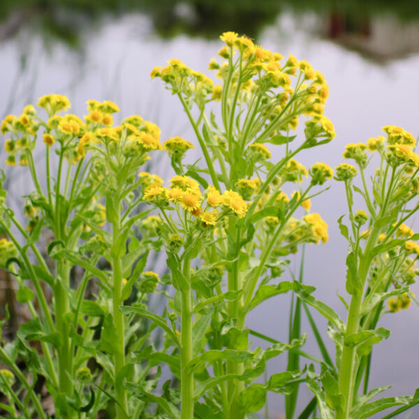 senecio-congestus_1591110018 Tephroseris palustris