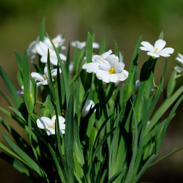 Sisyrinchium Iceberg