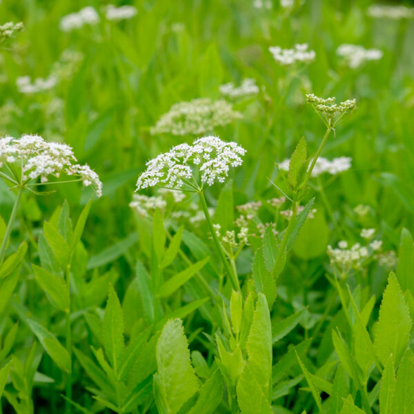 Sium latifolium