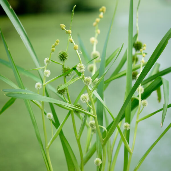 Sparganium emersum