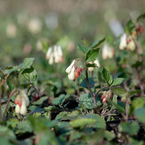 Symphytum grandiflorum
