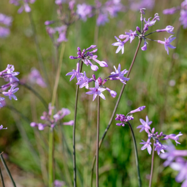 tulbaghia-violacea_1591110533 Tulbaghia violacea