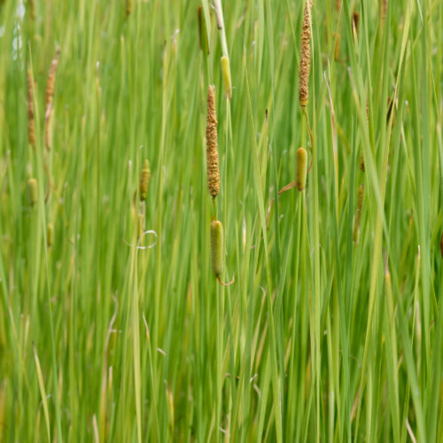 Typha gracilis