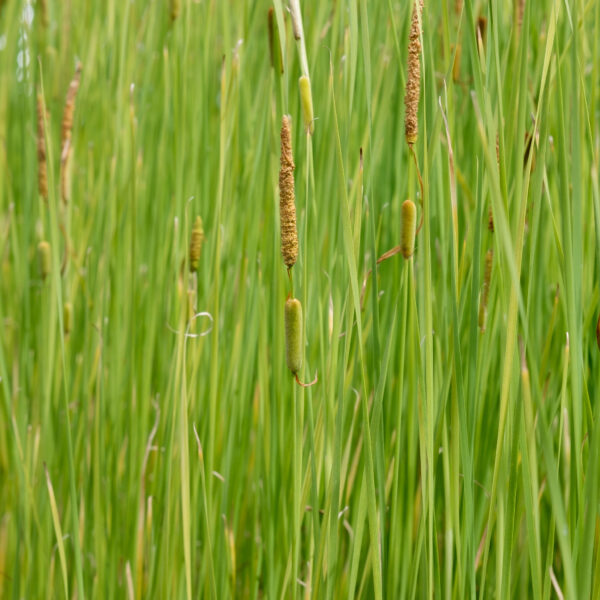 typha-gracilis_1591110576 Typha gracilis