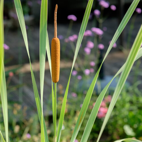 Typha latifolia Variegata